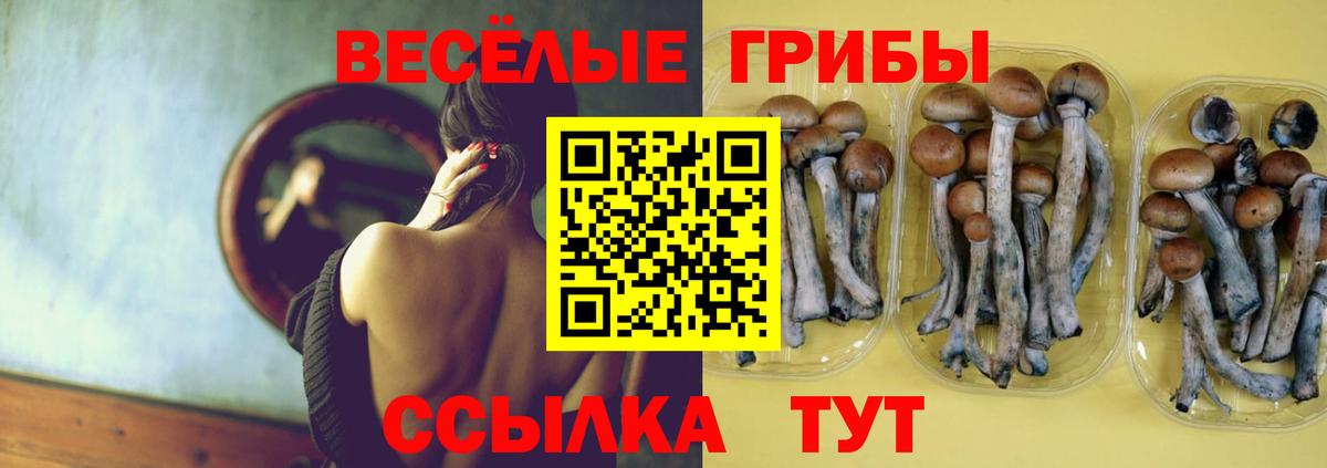 Кировск  Галлюциногенные грибы Psilocybine cubensis  Вход с VPN 